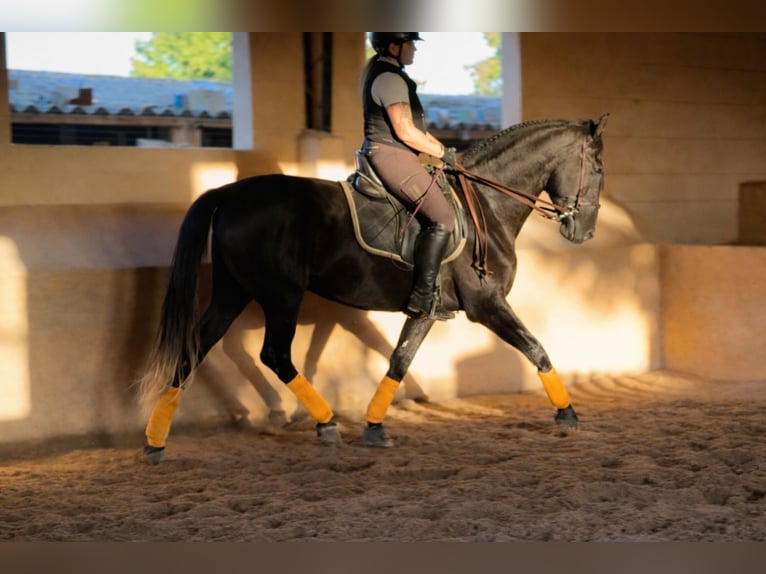 PRE Gelding 5 years 16.3 hh Grey-Dark-Tan in Palma De Mallorca
