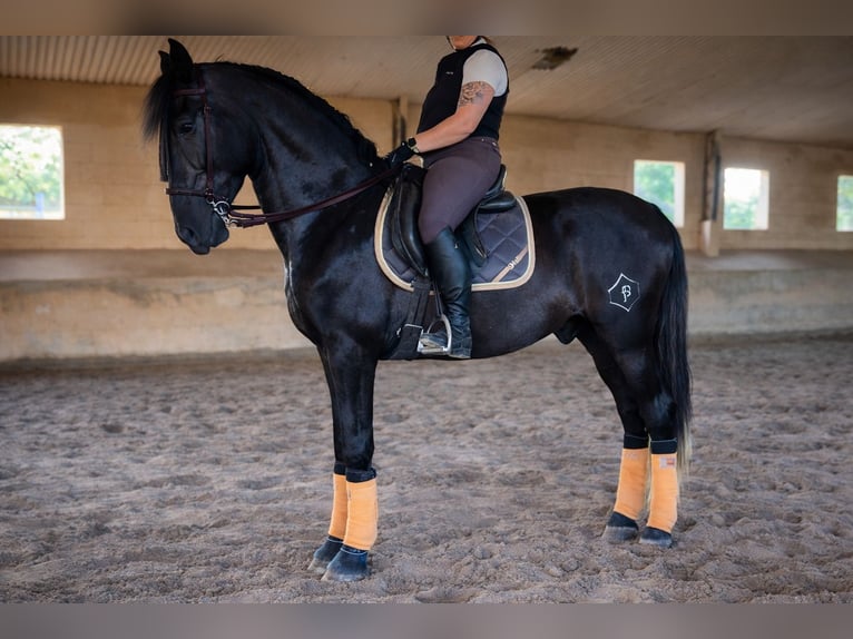 PRE Gelding 5 years 16.3 hh Grey-Dark-Tan in Palma De Mallorca