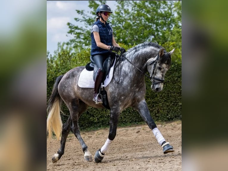 PRE Gelding 5 years 16.3 hh Grey in Nortorf