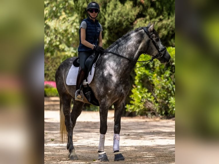 PRE Gelding 5 years 16.3 hh Grey in Nortorf