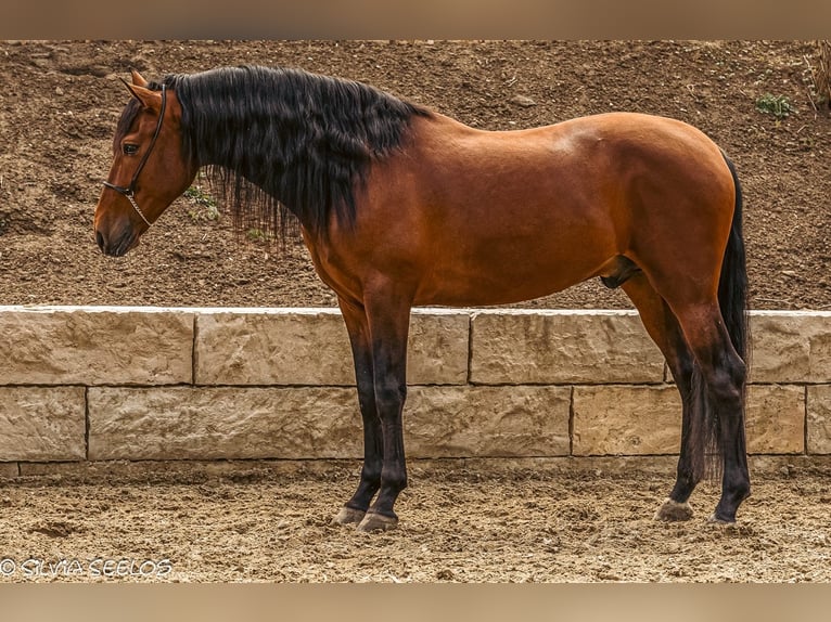 PRE Gelding 5 years 16 hh Bay-Dark in Krumbach