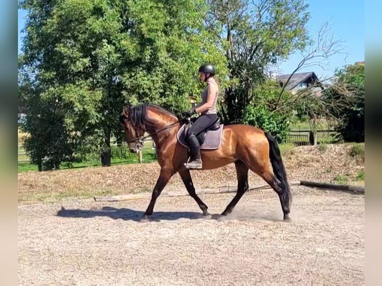 PRE Gelding 5 years 16 hh Bay-Dark in Karlshuld