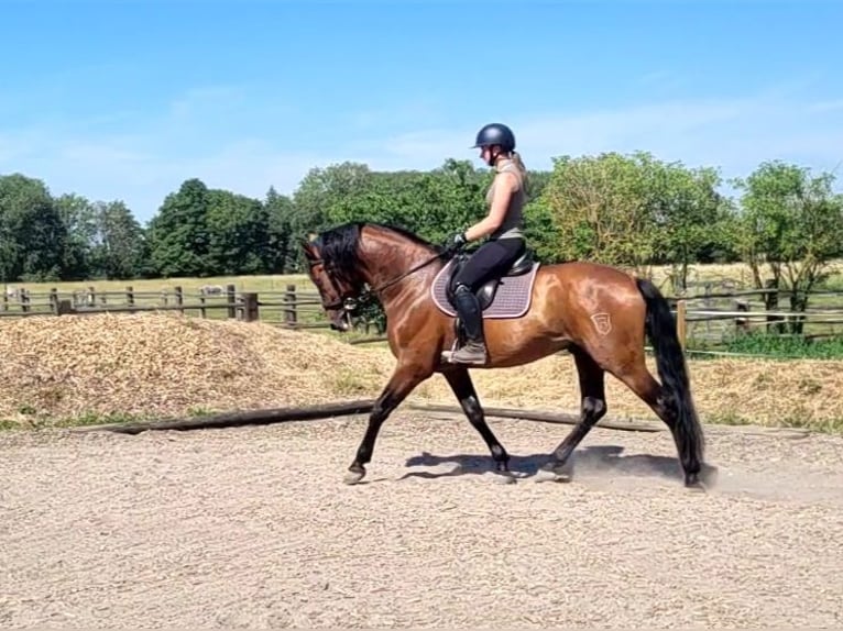 PRE Gelding 5 years 16 hh Bay-Dark in Karlshuld