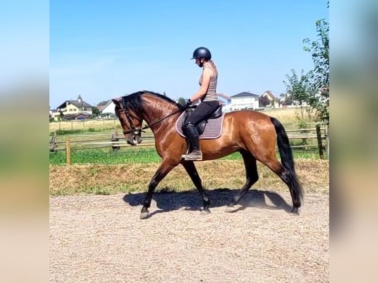 PRE Gelding 5 years 16 hh Bay-Dark in Karlshuld