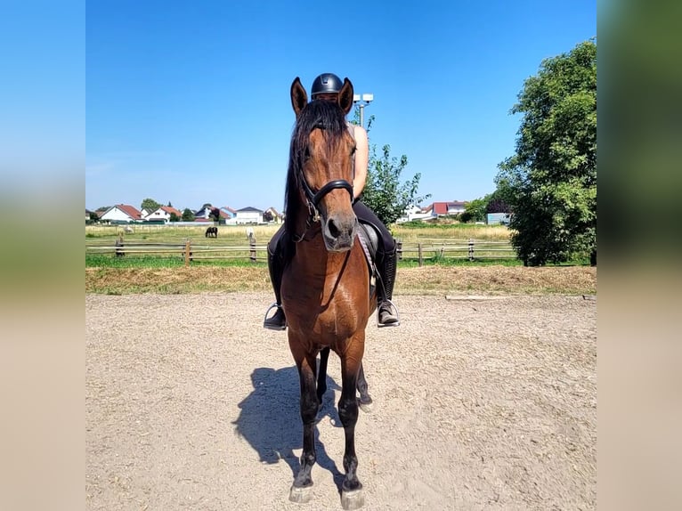 PRE Gelding 5 years 16 hh Bay-Dark in Karlshuld