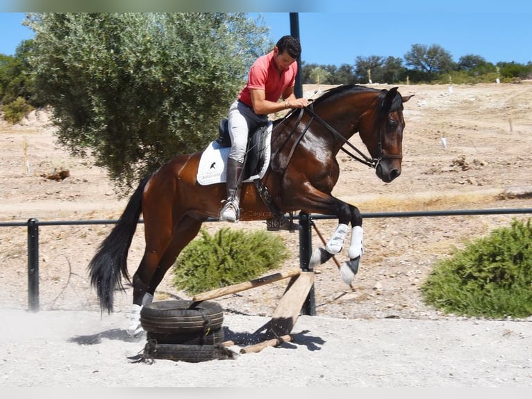 PRE Gelding 5 years 16 hh Bay-Dark in Provinz Granada