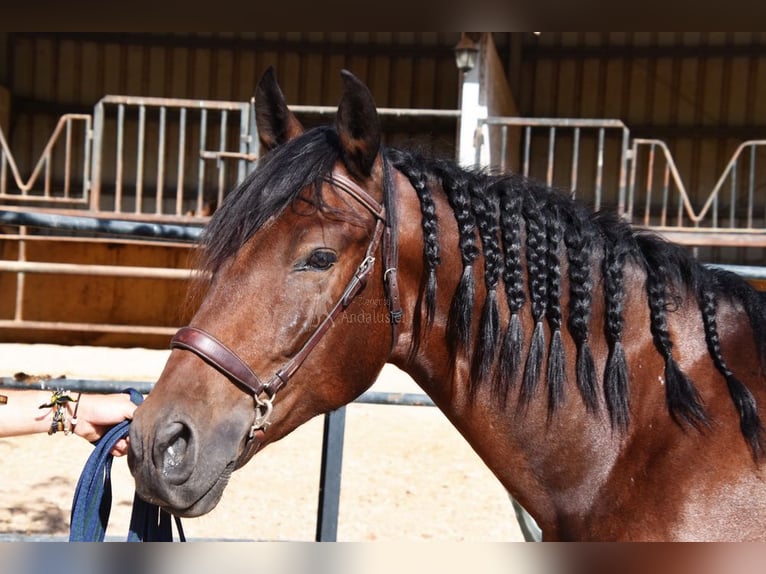 PRE Gelding 5 years 16 hh Bay-Dark in Provinz Granada