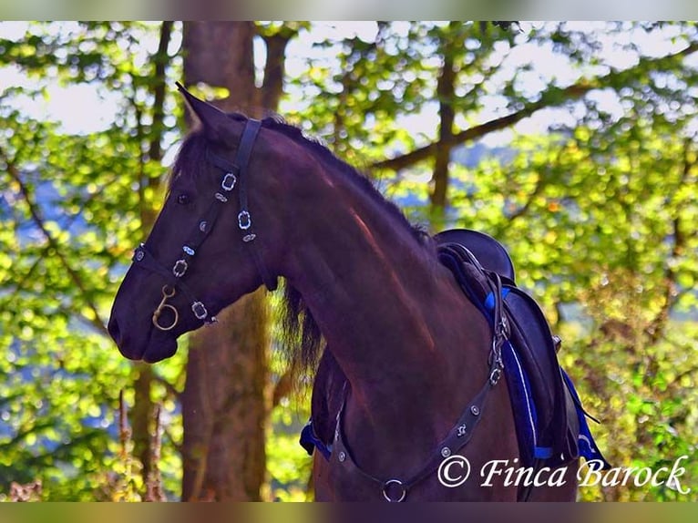 PRE Mix Gelding 5 years 16 hh Black in Wiebelsheim