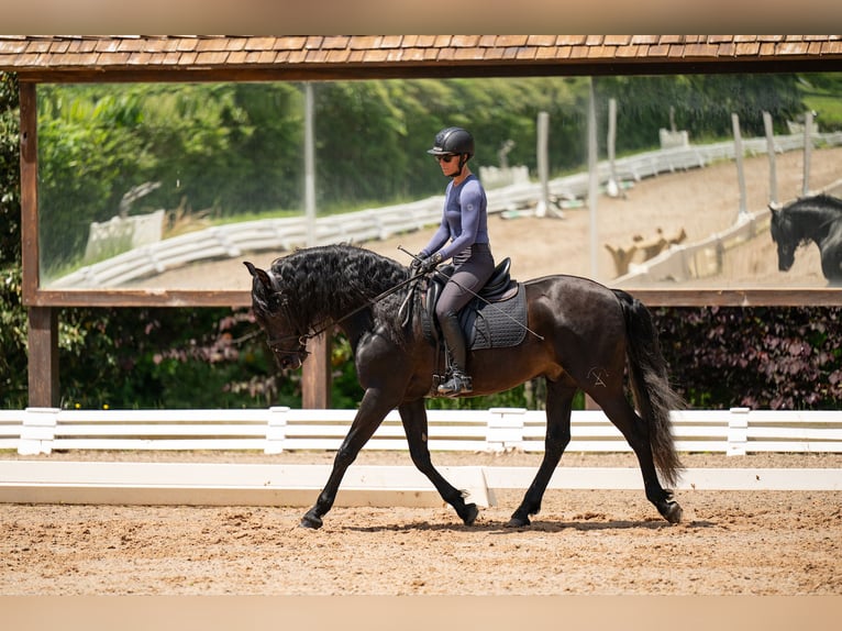 PRE Gelding 5 years 16 hh Black in Mooresville, NC