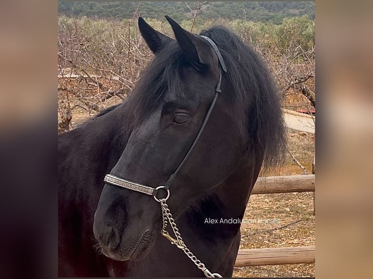 PRE Mix Gelding 5 years 16 hh Black in Sevilla