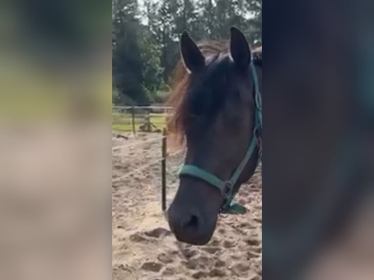 PRE Mix Gelding 5 years 16 hh Black in Sottrum