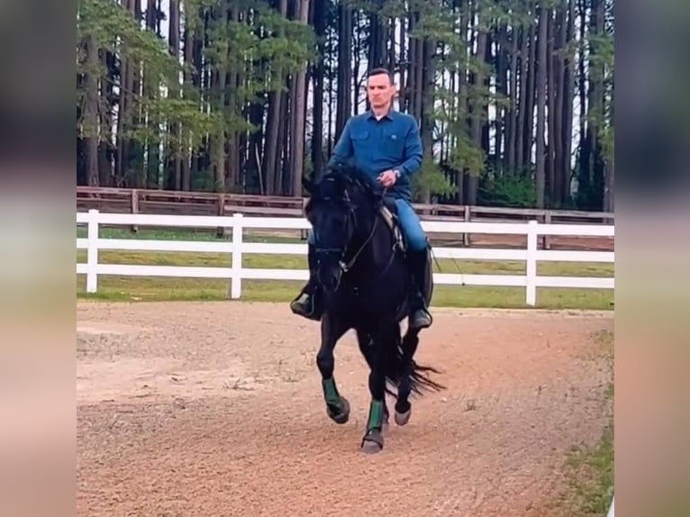 PRE Mix Gelding 5 years 16 hh Black in Madison, GA