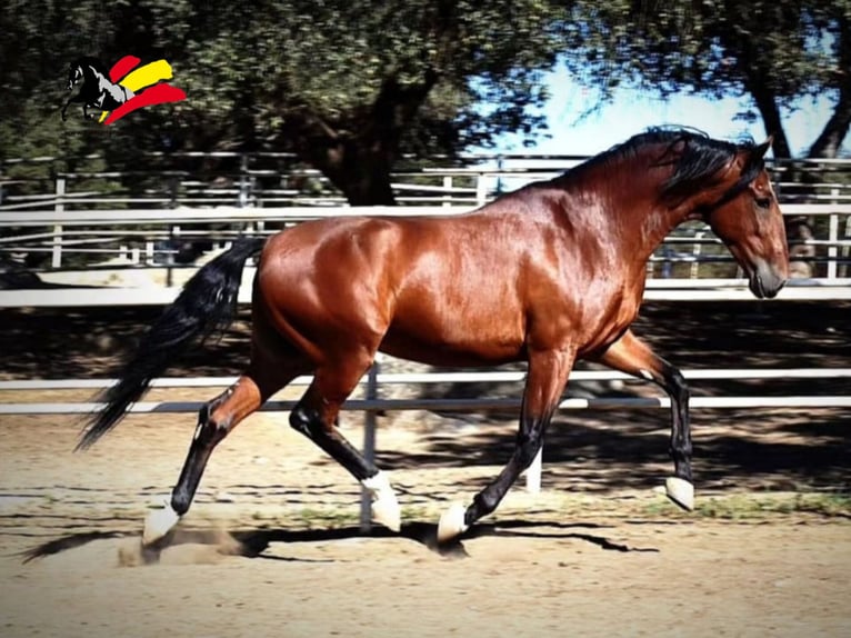 PRE Gelding 5 years 16 hh Brown in El Real De La Jara, Sevilla