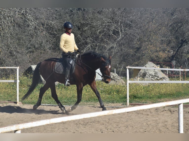 PRE Gelding 5 years 16 hh Brown in El Real De La Jara, Sevilla