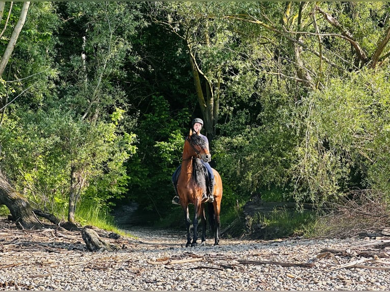 PRE Gelding 5 years 16 hh Brown in Fischamend