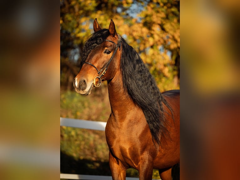 PRE Gelding 5 years 16 hh Brown in Fischamend