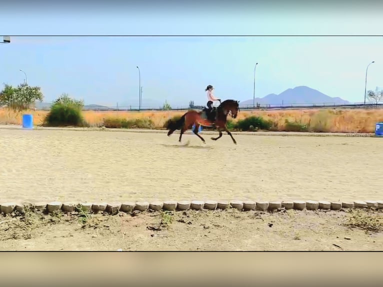 PRE Gelding 5 years 16 hh Brown in Casa Nueva