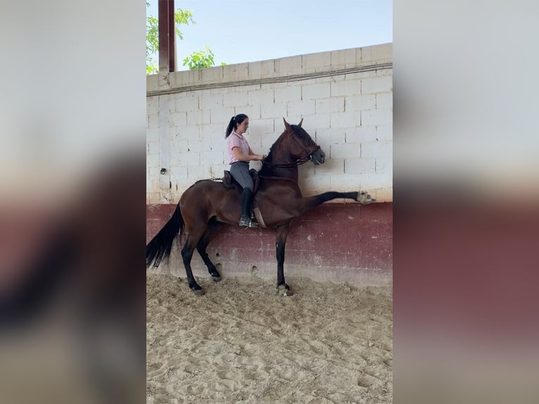 PRE Gelding 5 years 16 hh Brown in Casa Nueva