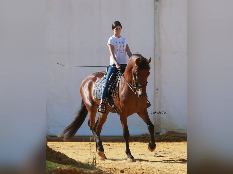 PRE Gelding 5 years 16 hh Brown in Casa Nueva