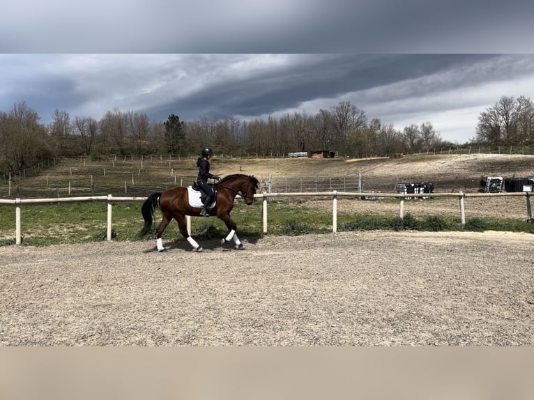 PRE Gelding 5 years 16 hh Brown in Medina De Pomar