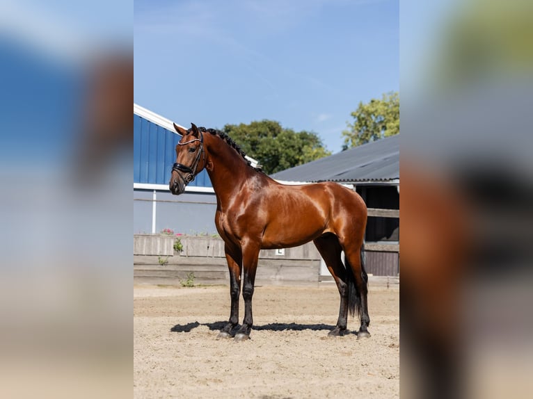 PRE Gelding 5 years 16 hh Brown in Poeldijk