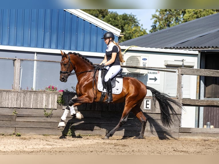 PRE Gelding 5 years 16 hh Brown in Poeldijk