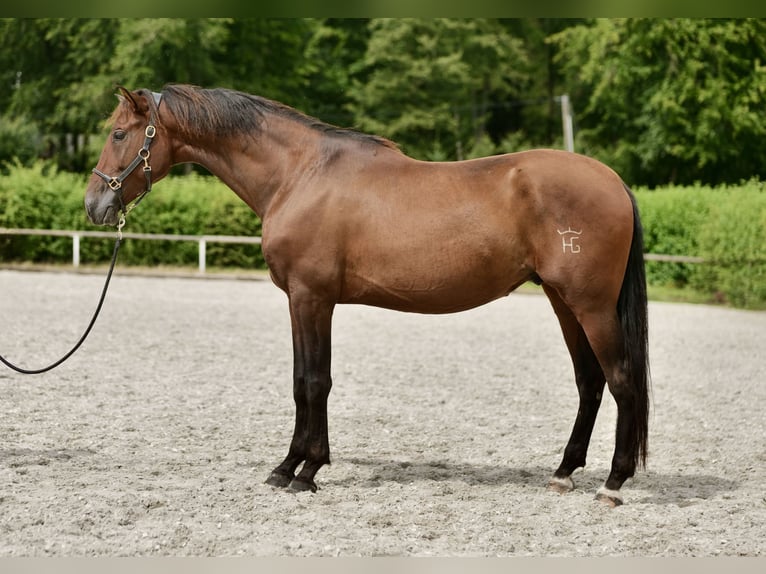 PRE Mix Gelding 5 years 16 hh Brown in Neustadt (Wied)