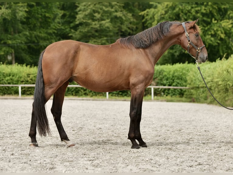 PRE Mix Gelding 5 years 16 hh Brown in Neustadt (Wied)