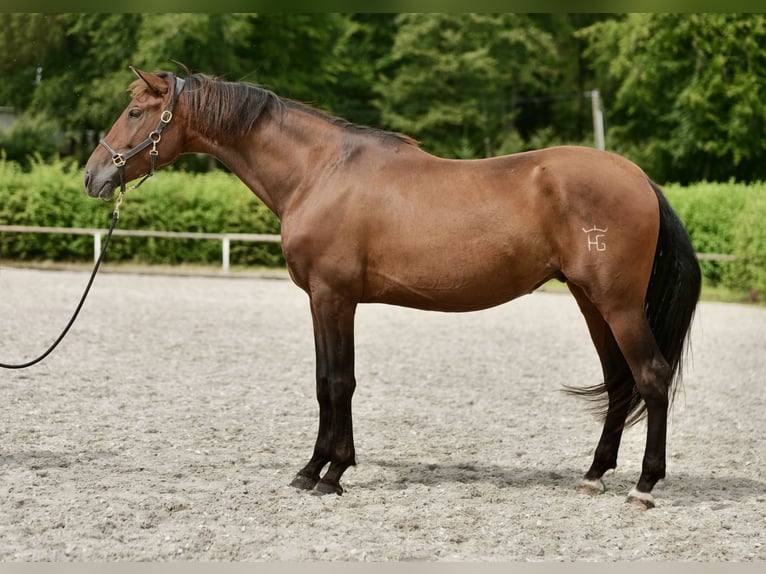 PRE Mix Gelding 5 years 16 hh Brown in Neustadt (Wied)