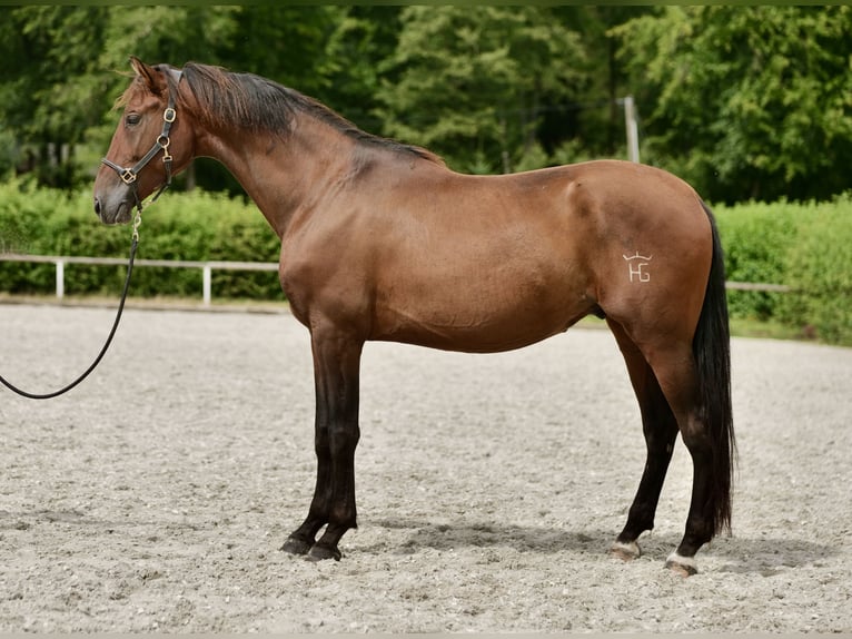 PRE Mix Gelding 5 years 16 hh Brown in Neustadt (Wied)