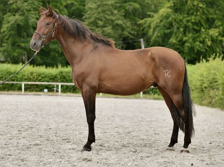 PRE Mix Gelding 5 years 16 hh Brown in Neustadt (Wied)