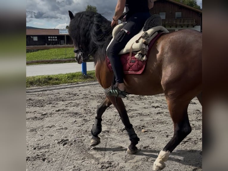 PRE Gelding 5 years 16 hh Brown in Kirchberg im Wald