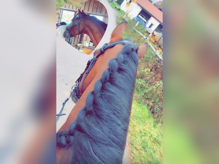 PRE Gelding 5 years 16 hh Brown in Kirchberg im Wald