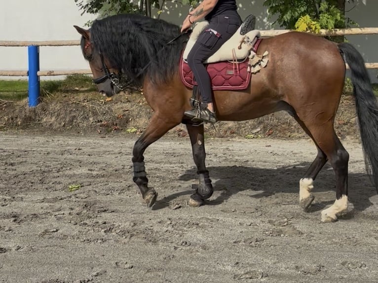 PRE Gelding 5 years 16 hh Brown in Kirchberg im Wald