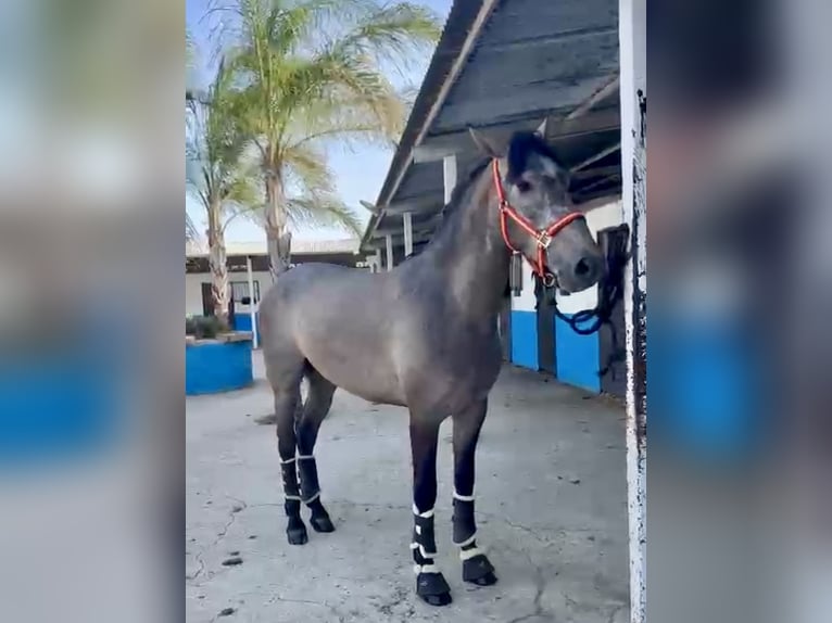 PRE Mix Gelding 5 years 16 hh Brown Falb mold in Irenental