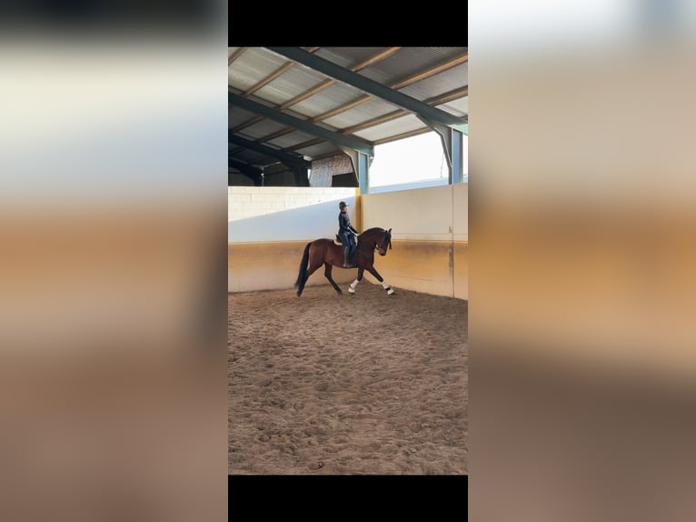 PRE Gelding 5 years 16 hh Brown in Navas De San Juan