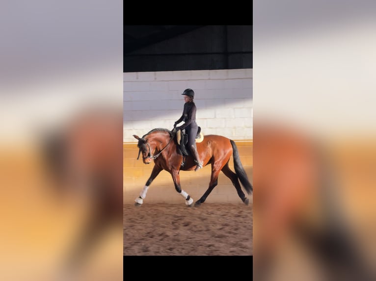 PRE Gelding 5 years 16 hh Brown in Navas De San Juan