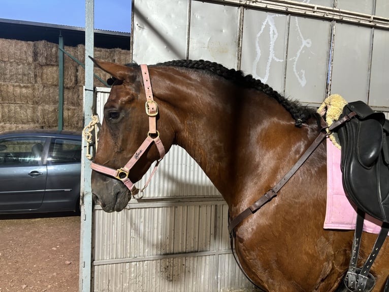 PRE Gelding 5 years 16 hh Brown in Navas De San Juan