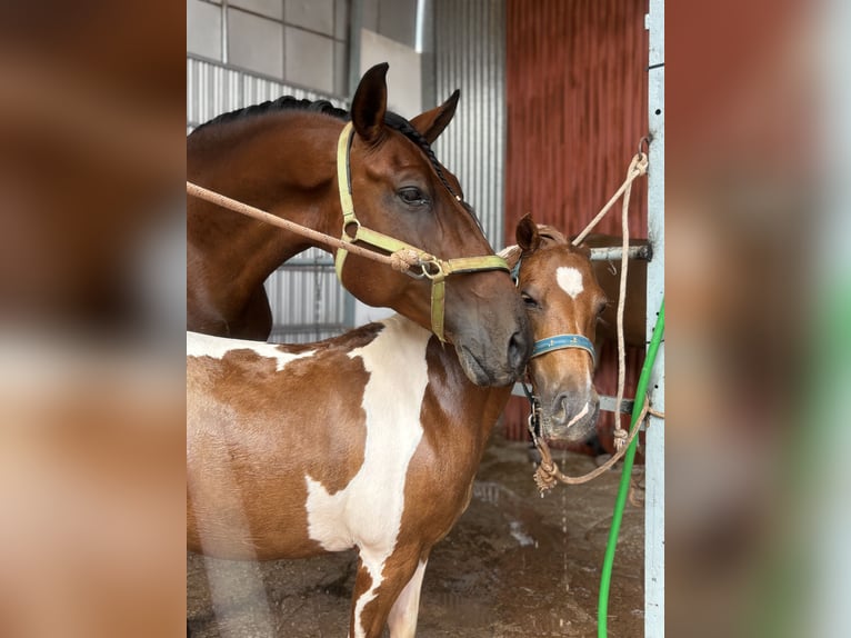 PRE Gelding 5 years 16 hh Brown in Navas De San Juan