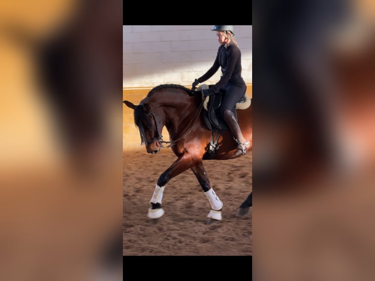 PRE Gelding 5 years 16 hh Brown in Navas De San Juan