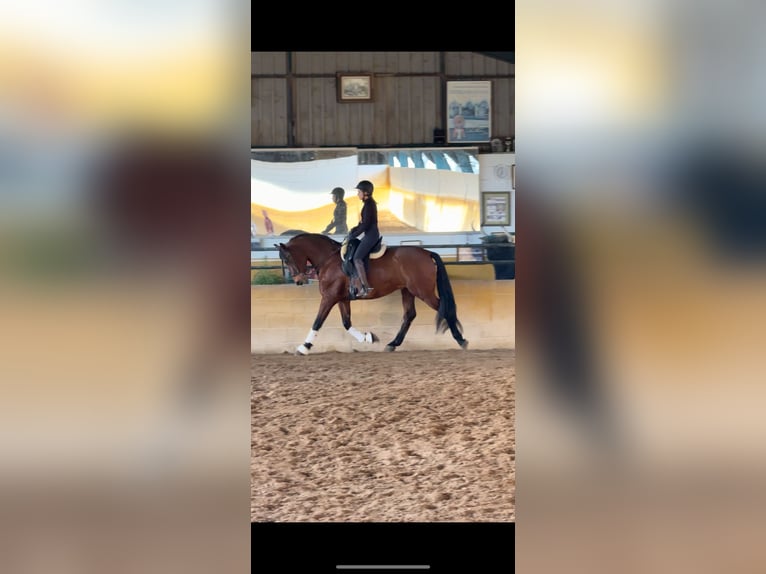 PRE Gelding 5 years 16 hh Brown in Navas De San Juan