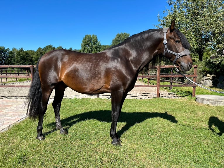 PRE Mix Gelding 5 years 16 hh Brown in Wacken