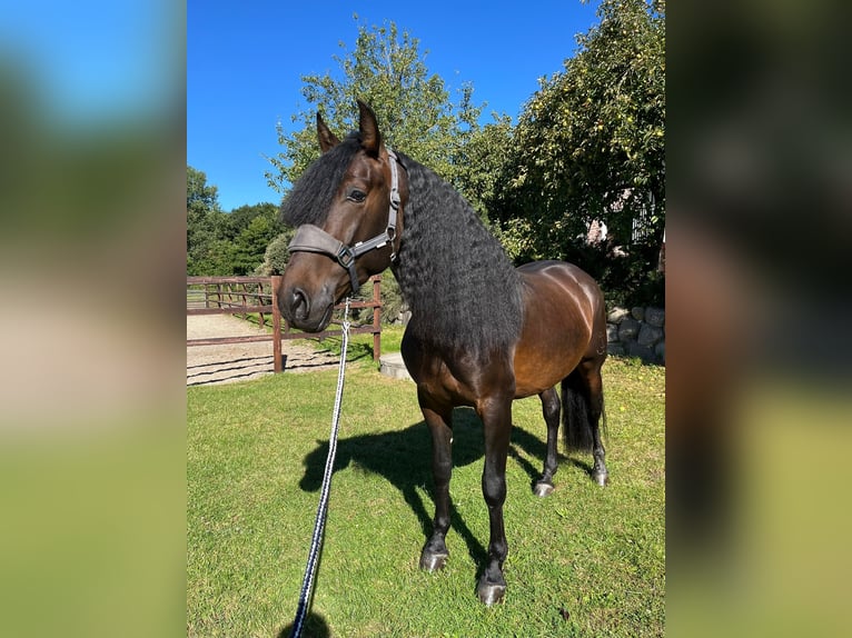 PRE Mix Gelding 5 years 16 hh Brown in Wacken