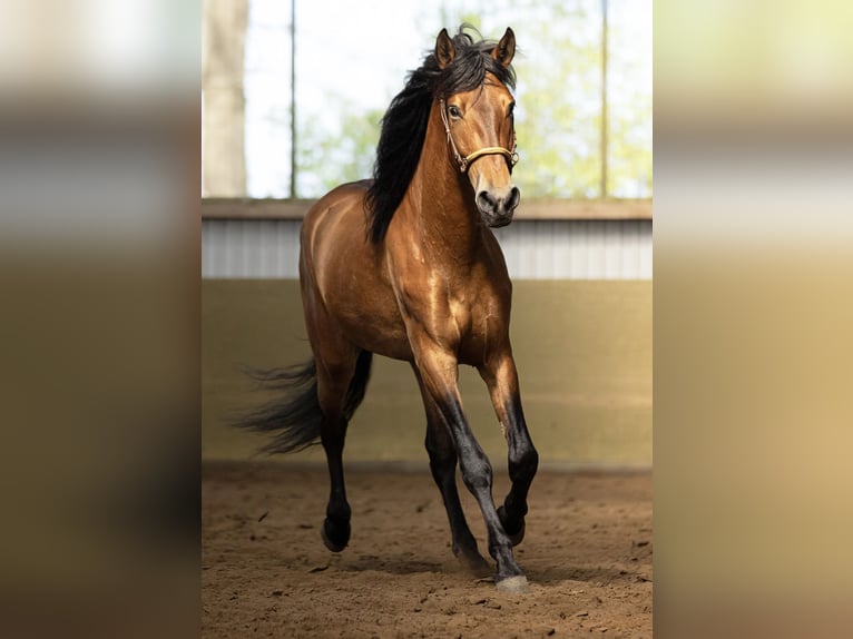 PRE Gelding 5 years 16 hh Brown-Light in Langeln