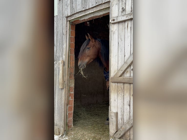 PRE Mix Gelding 5 years 16 hh Brown in Grabenstätt