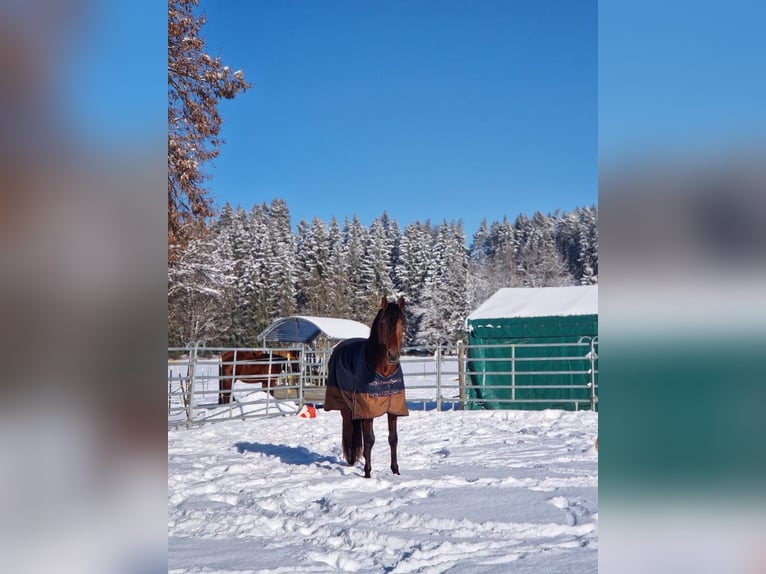 PRE Mix Gelding 5 years 16 hh Brown in Grabenstätt