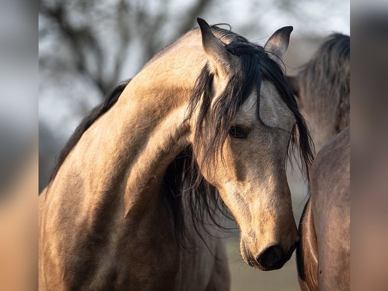 PRE Mix Gelding 5 years 16 hh Buckskin in H&#xFC;nfelden