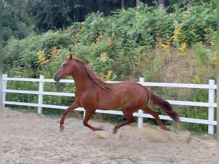 PRE Mix Gelding 5 years 16 hh Chestnut-Red in Herzberg am Harz