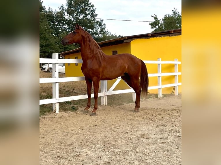PRE Mix Gelding 5 years 16 hh Chestnut-Red in Herzberg am Harz