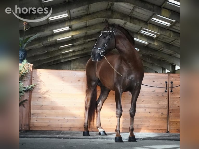 PRE Gelding 5 years 16 hh Chestnut-Red in Geldern
